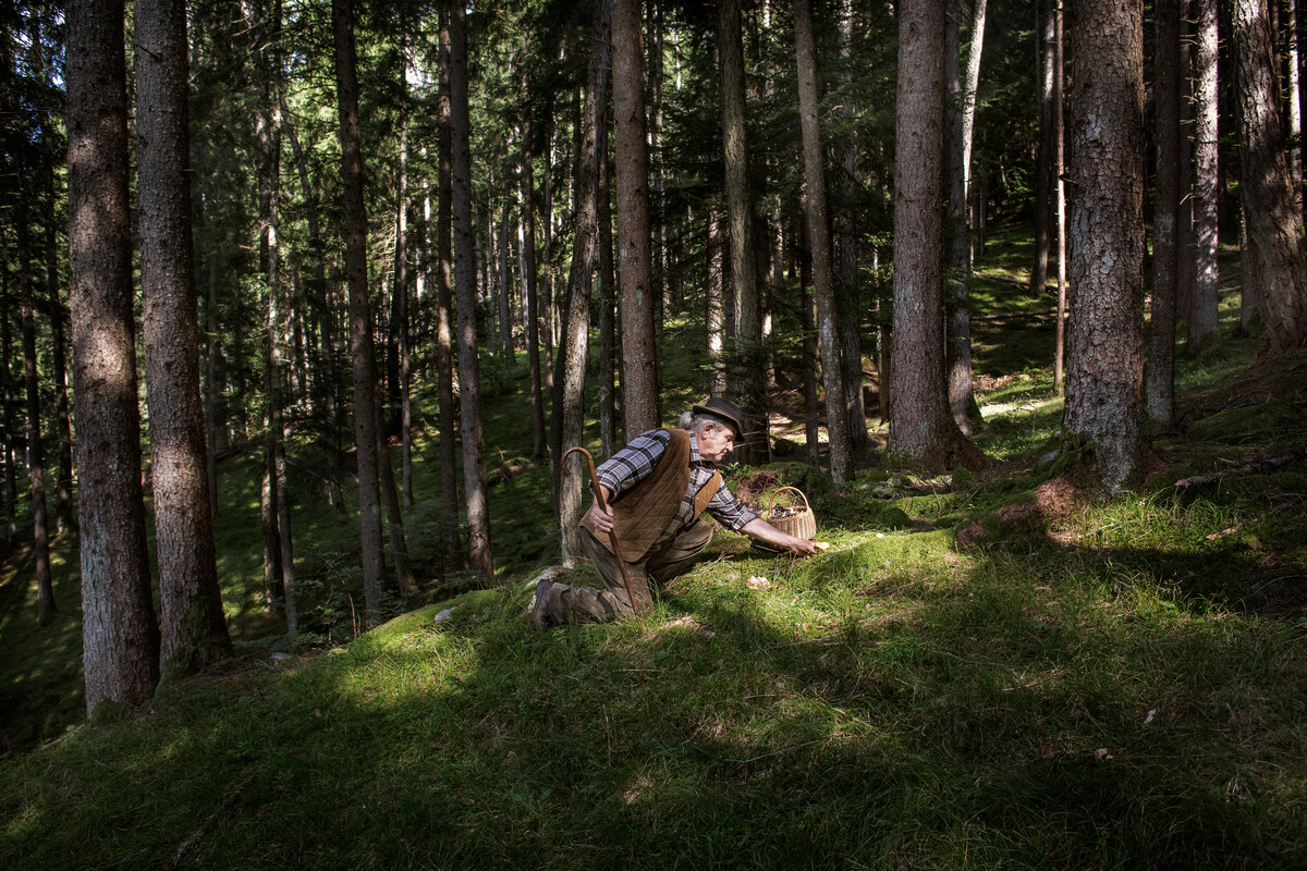 COLLECTION OF MUSHROOMS: Go for mushrooms in Val di Sole